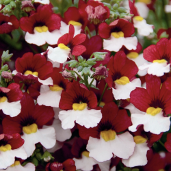 Nemesia Sunsatia Cherry on Ice