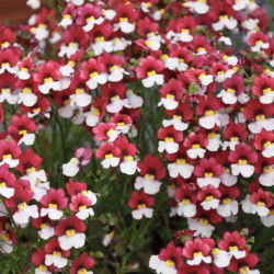 Nemesia Sunsatia Cherry on Ice