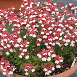 Nemesia Sunsatia Cherry on Ice