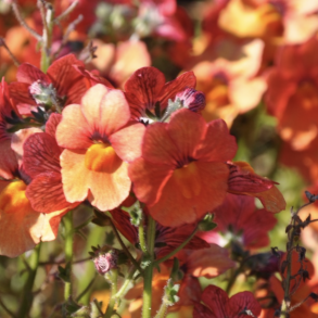 Nemesia Sunsatia Clementine