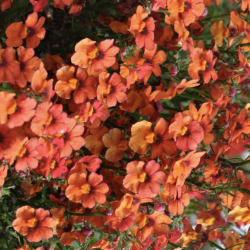 Nemesia Sunsatia Clementine