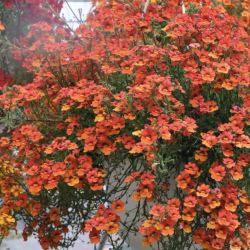 Nemesia Sunsatia Clementine