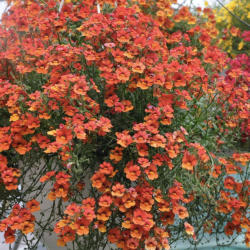 Nemesia Sunsatia Clementine