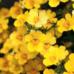 Nemesia Sunsatia Pomelo