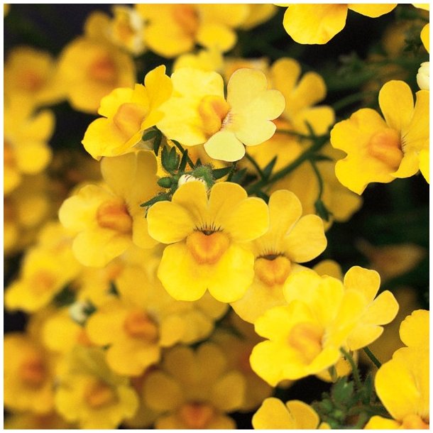 Nemesia Sunsatia Pomelo