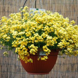 Nemesia Sunsatia Pomelo
