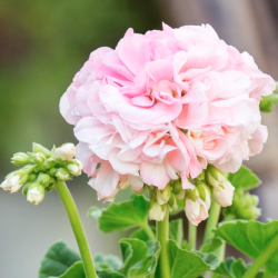 Pelargonium Kongelige Dronning Ingrid