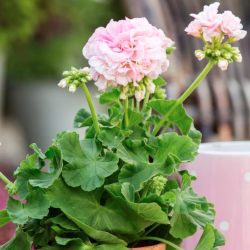 Pelargonium Kongelige Dronning Ingrid