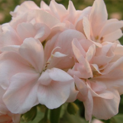 Pelargonium Kongelige Dronning Ingrid