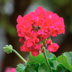 Pelargonium Kongelige Dronning Margrethe