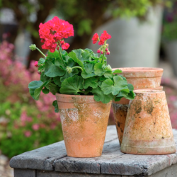 Pelargonium Kongelige Dronning Margrethe