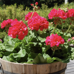 Pelargonium Kongelige Dronning Margrethe