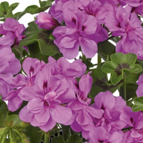 Pelargonium Peltatum Big5 Amethyst