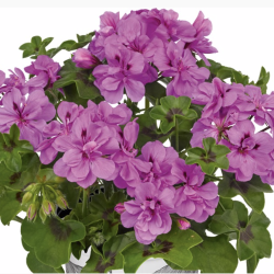 Pelargonium Peltatum Big5 Amethyst
