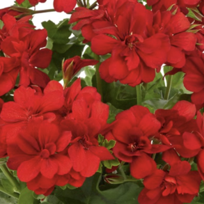 Pelargonium Peltatum Big5 Red