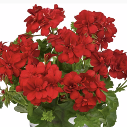 Pelargonium Peltatum Big5 Red