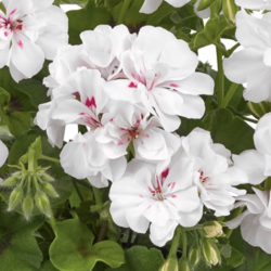 Pelargonium Peltatum Big5 White Angel
