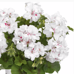 Pelargonium Peltatum Big5 White Angel