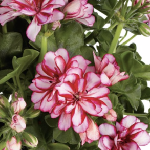 Pelargonium Peltatum Lollipop Dark Red