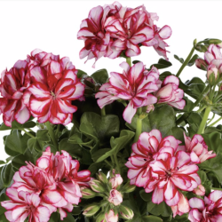 Pelargonium Peltatum Lollipop Dark Red