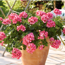Pelargonium Peltatum Lollipop Dark Red