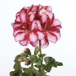 Pelargonium Peltatum Lollipop Dark Red