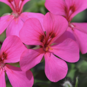 Pelargonium Peltatum Rainbow Neon