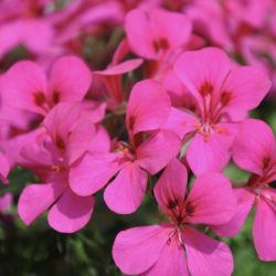Pelargonium Peltatum Rainbow Neon