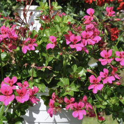 Pelargonium Peltatum Rainbow Neon