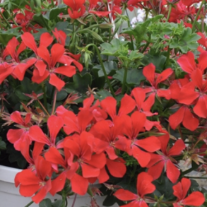 Pelargonium Peltatum Rainbow Red
