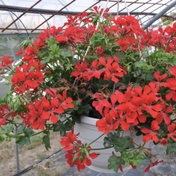 Pelargonium Peltatum Rainbow Red