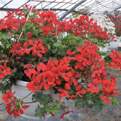 Pelargonium Peltatum Rainbow Red