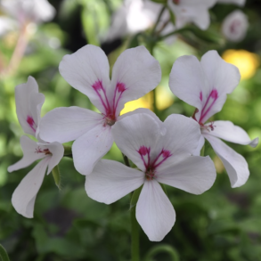 Pelargonium Peltatum Rainbow White