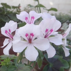 Pelargonium Peltatum Rainbow White