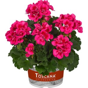 Pelargonium Toscana Claire