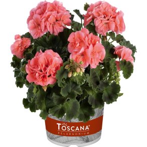 Pelargonium Toscana S�ren