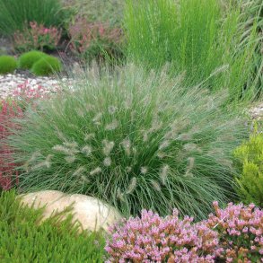 Pennisetum alo. Hameln