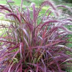 Pennisetum x Advena Fireworks