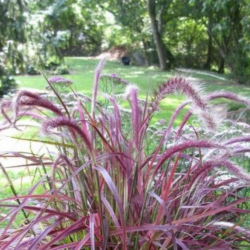 Pennisetum x Advena Fireworks