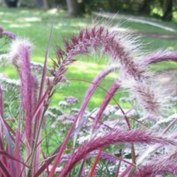 Pennisetum x Advena Fireworks