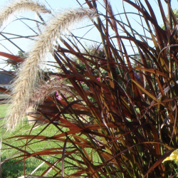 Pennisetum x Advena Rubrum