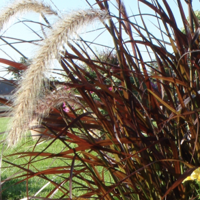 Pennisetum x Advena Rubrum