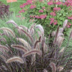 Pennisetum x Advena Rubrum