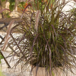 Pennisetum x Advena Rubrum