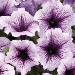 Petunia Bordeaux