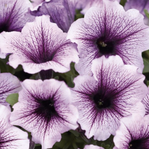 Petunia Bordeaux