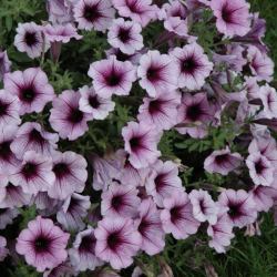 Petunia Bordeaux