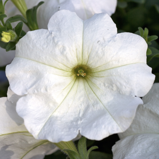 Petunia Famous White