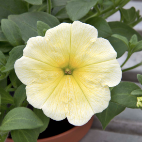 Petunia Famous Yellow
