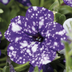 Petunia Night Sky